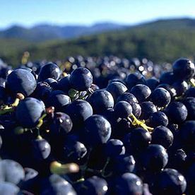 grains de raisin