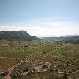 parcelles de vignes